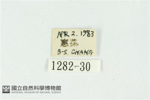 白斑散紋夜蛾藏品圖，第3張