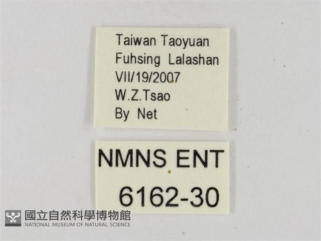 奇萊禪弄蝶藏品圖，第3張