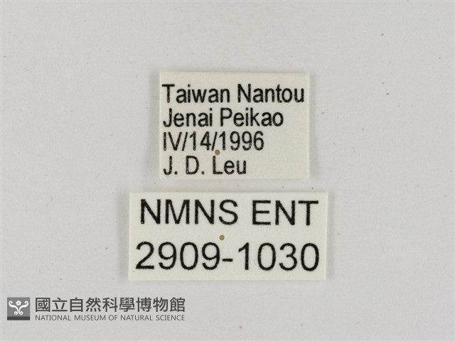 淡褐脈粉蝶藏品圖，第3張