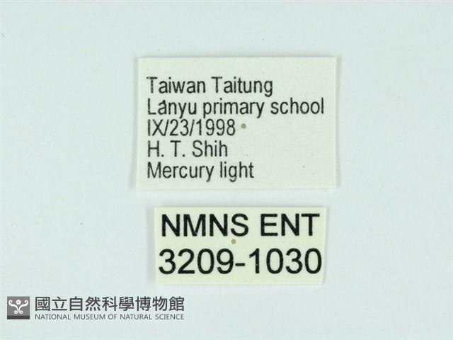 琉球雲紋網蛾藏品圖，第3張