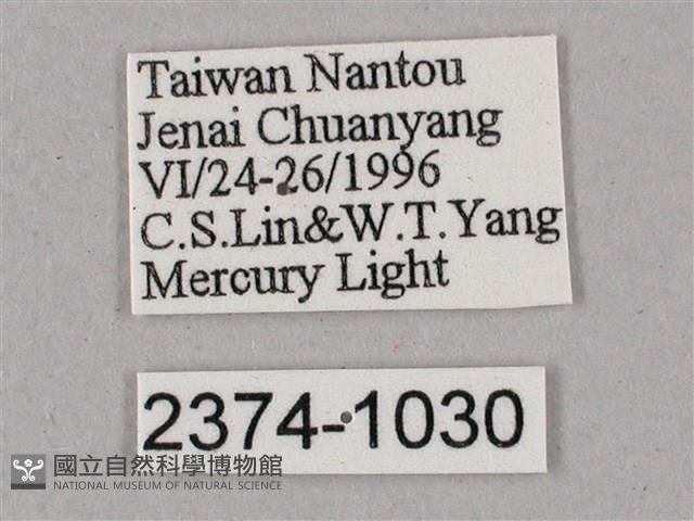 榆綠天蛾藏品圖，第3張