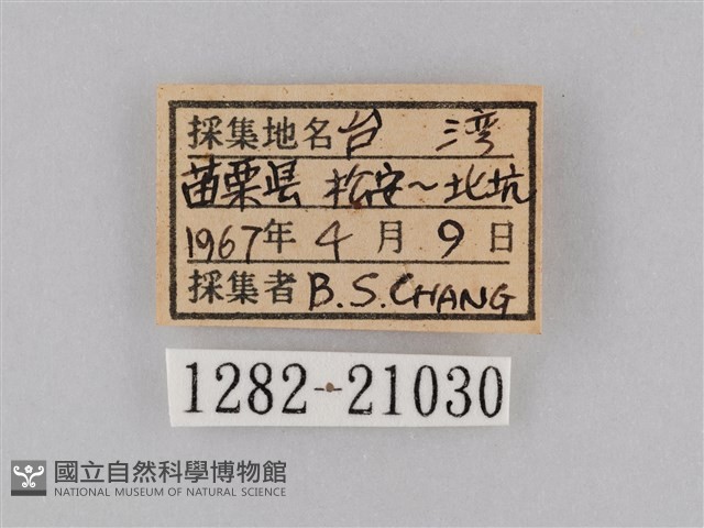 小波眼蝶藏品圖，第3張