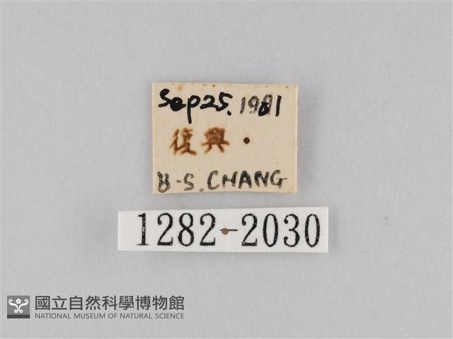 橙擬燈蛾藏品圖，第3張