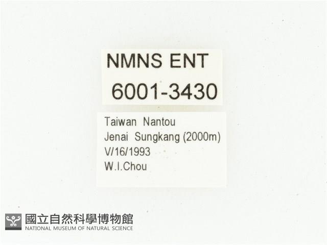 橫紋青銅金龜藏品圖，第2張