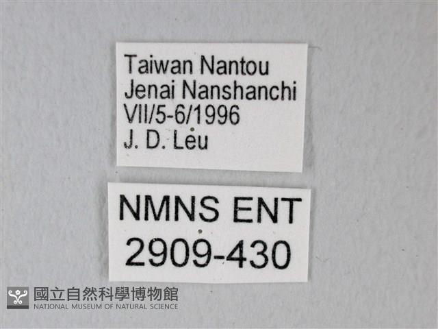 細邊琉灰蝶藏品圖，第3張