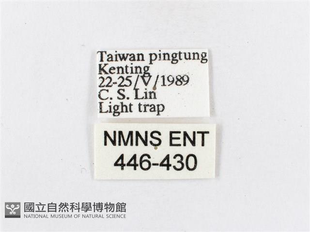 蓬萊茶斑蛾藏品圖，第3張