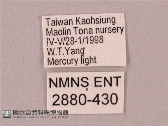 栗六點天蛾藏品圖，第3張