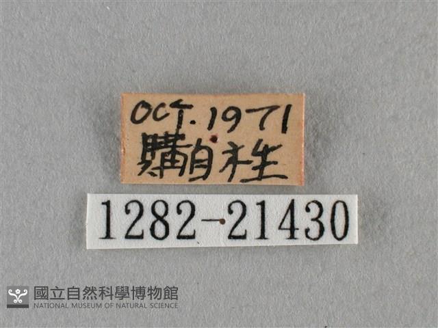 臺灣榿翠灰蝶藏品圖，第3張