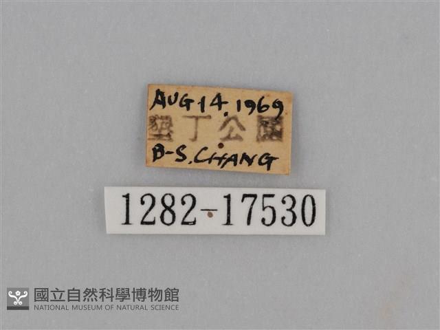 亮色黃蝶藏品圖，第3張