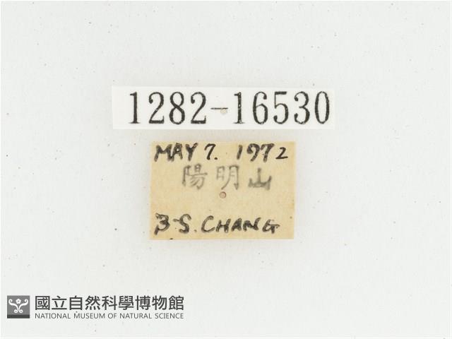 黃肩長腳花金龜藏品圖，第2張