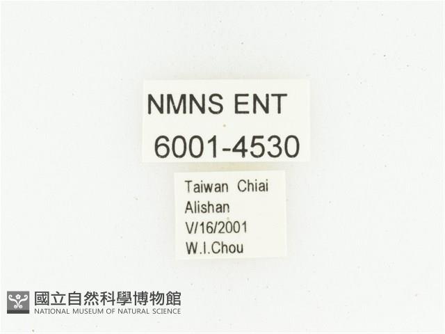 巴蘭陷紋金龜藏品圖，第2張