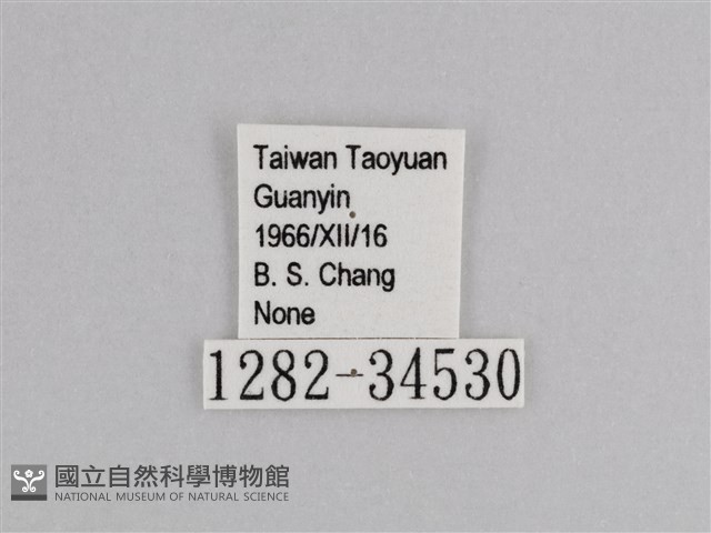 樺斑蝶藏品圖，第3張