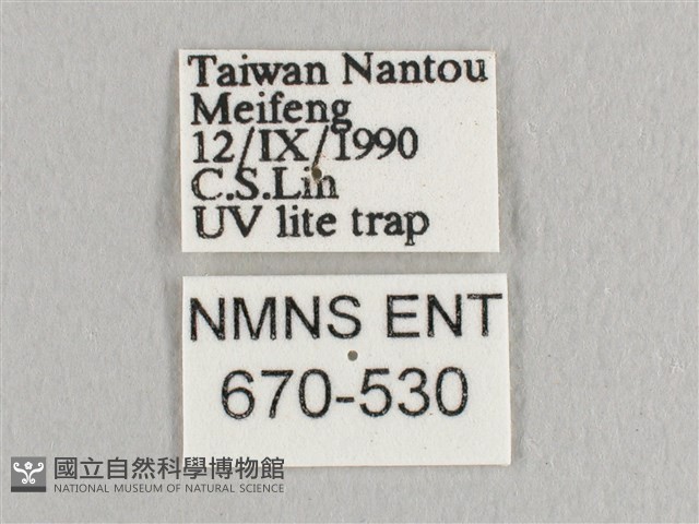 銀端帶鉤蛾藏品圖，第3張