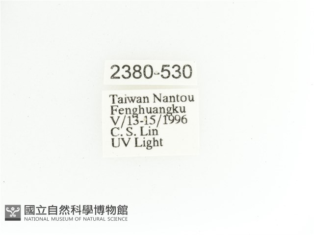 艷金龜藏品圖，第2張