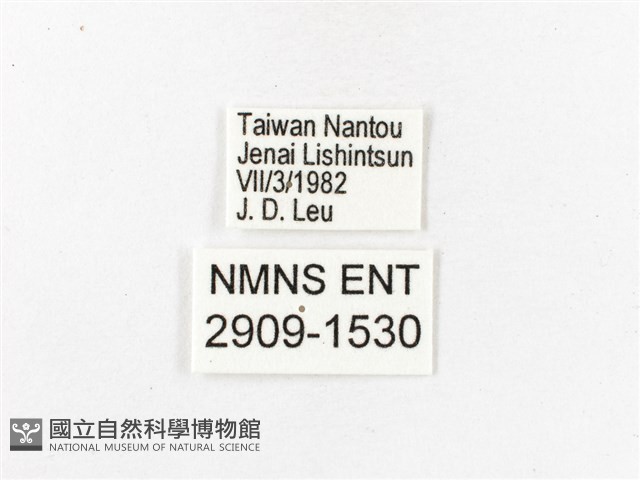 燦蛺蝶藏品圖，第3張