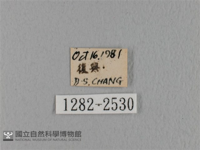 鋸緣枯葉蛾藏品圖，第3張