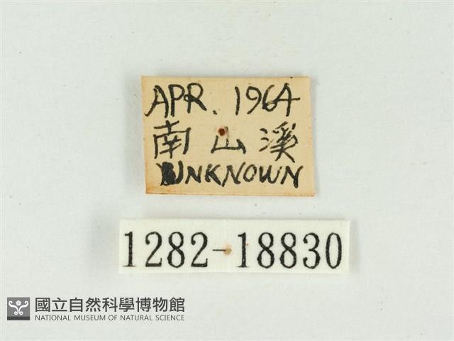 白點褐蜆蝶藏品圖，第3張