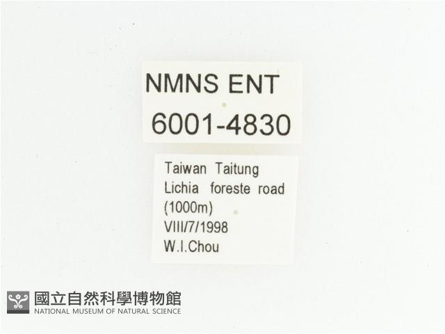 臺灣瘦花金龜藏品圖，第2張