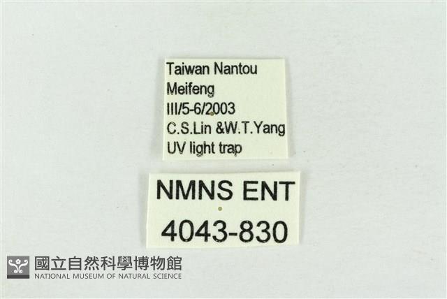 帶波紋蛾藏品圖，第3張