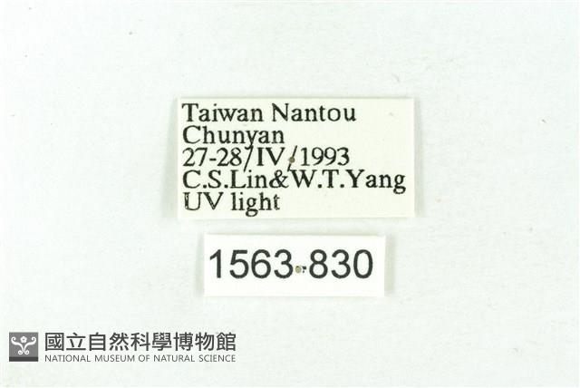 臺雪苔蛾藏品圖，第3張