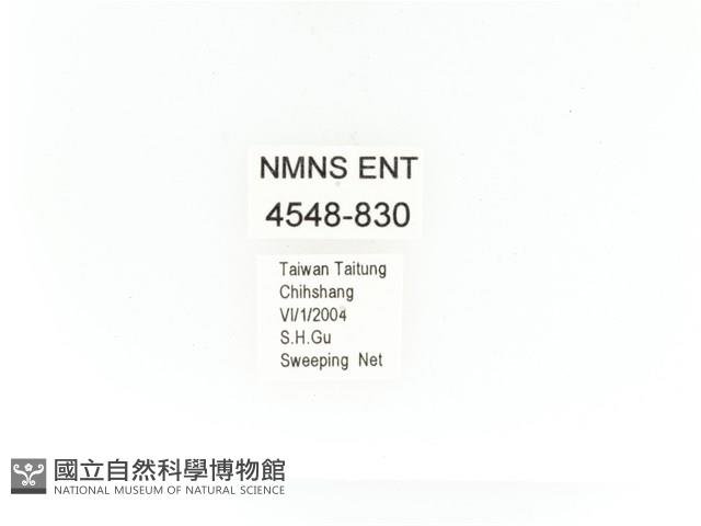 金艷騷金龜藏品圖，第2張