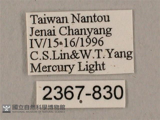 黑帶鷹翅天蛾藏品圖，第3張