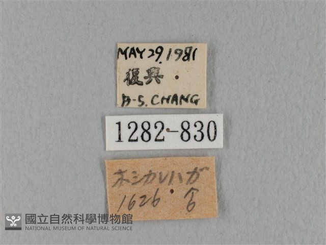 鋸緣枯葉蛾藏品圖，第3張