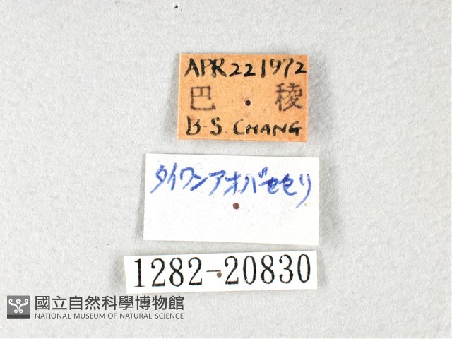 長翅弄蝶藏品圖，第3張