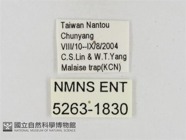 蓬萊黃斑弄蝶藏品圖，第3張