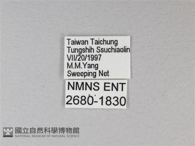 苧麻細蝶藏品圖，第3張