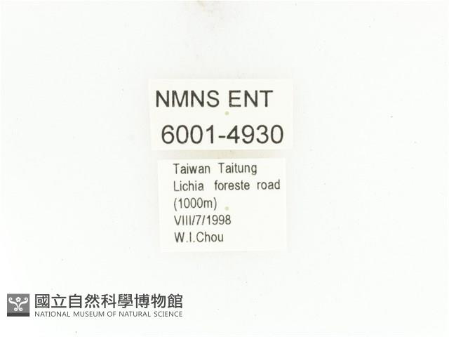 藍艷白點花金龜藏品圖，第2張