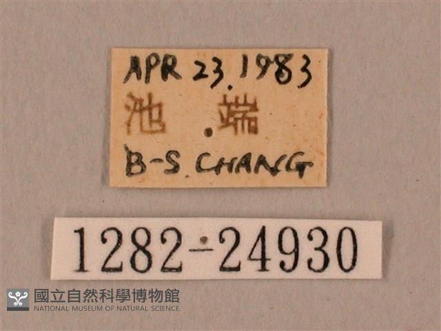 棕綠背線天蛾藏品圖，第3張