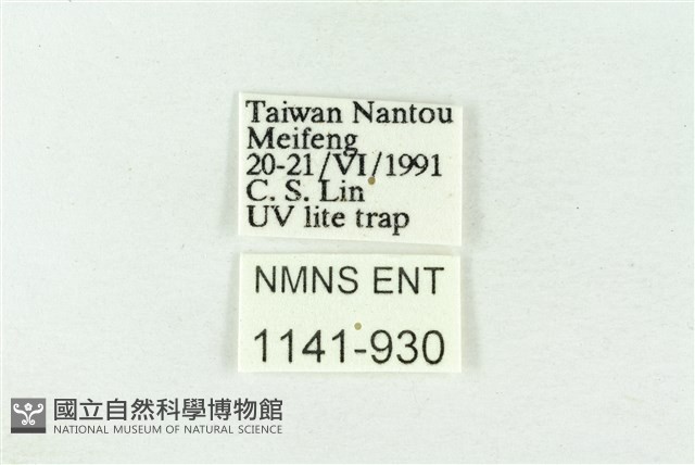樹形尺蛾藏品圖，第3張