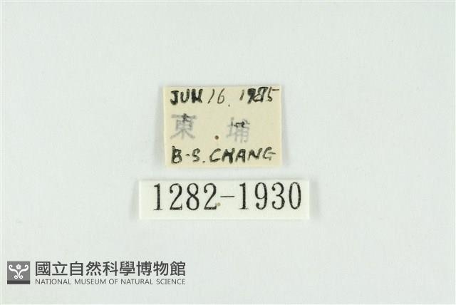 寬紋黃毒蛾藏品圖，第3張