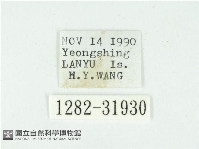 叉紋閃舞蛾藏品圖，第3張