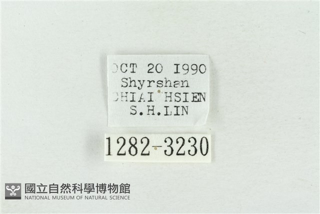 印華波紋蛾藏品圖，第3張