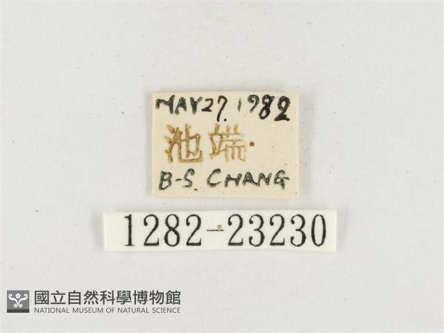 小白紋毒蛾藏品圖，第3張