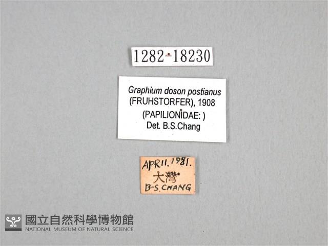木蘭青鳳蝶藏品圖，第3張