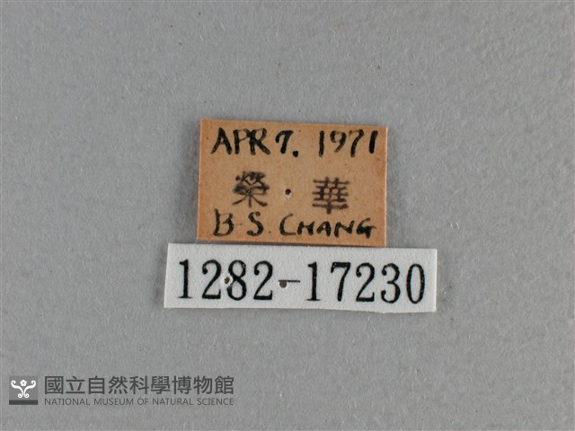 黃豹盛蛺蝶藏品圖，第3張
