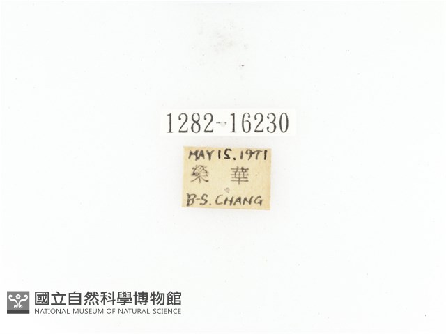 臺灣角金龜藏品圖，第2張