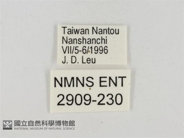 淡褐脈粉蝶藏品圖，第3張