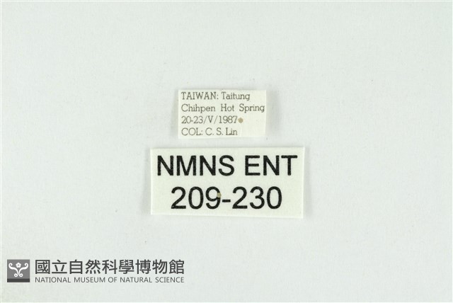 黑翅黃毒蛾藏品圖，第3張