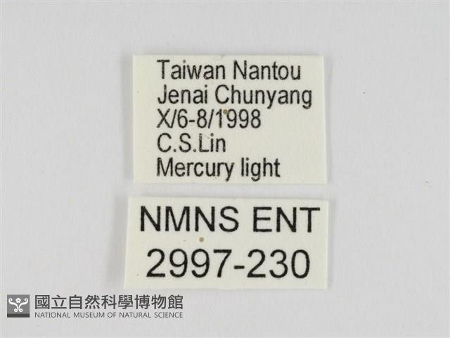 線紋篩蛾藏品圖，第3張