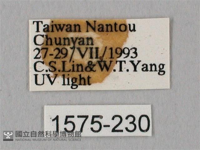 栗六點天蛾藏品圖，第3張