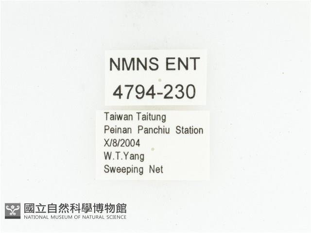 藍艷白點花金龜藏品圖，第2張