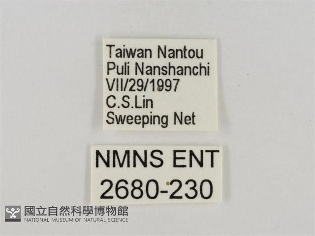 淡褐脈粉蝶藏品圖，第3張