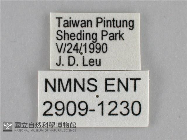 細波遷粉蝶藏品圖，第3張