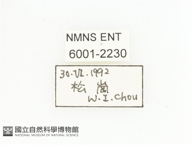 三輪長腳花金龜藏品圖，第2張