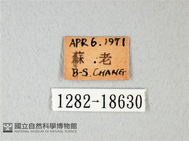 緣點白粉蝶藏品圖，第3張