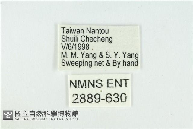 莧藍灰蝶藏品圖，第3張